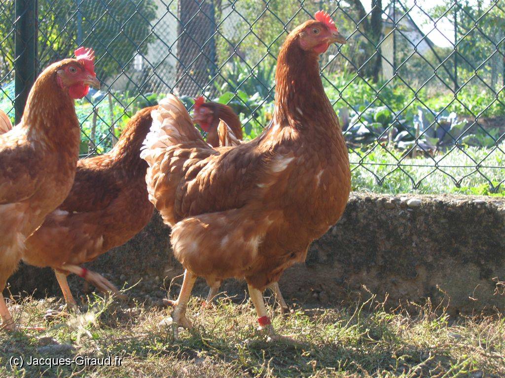 2005-09-25 12-13-57 Septembre 92,7mm 1_100_eme F5,0.JPG